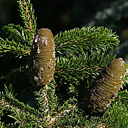 Abies alba 'Barabit�s Star'