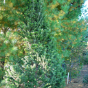Abies alba 'Boesger Pyramid'