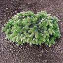 Abies alba 'Compacta'