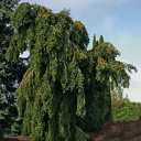 Abies alba 'Green Spiral'