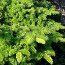 Abies alba �Hedge'