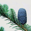 Abies alba 'Holden Arb. WB'
