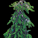 Abies alba 'Pendula'