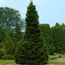 Abies alba 'Pyramidalis'