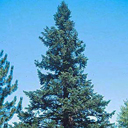 Abies alba x cephalonica