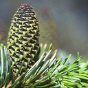 Abies amabilis 'Hoyt HB'