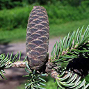 Abies balsamea 'Fastigiata'