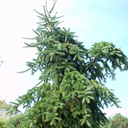 Abies balsamea 'Larry's Weeping'
