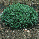 Abies balsamea nana