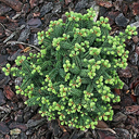 Abies balsamea 'Piccolo'