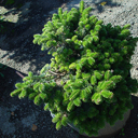 Abies balsamea 'Verkade's Prostrate'