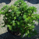 Abies cephalonica 'Hunnewell Broom�