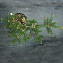 Abies cephalonica 'Meyers Dwarf'