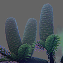 Abies chensiesis var Ernestii