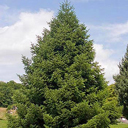 Abies cilicica