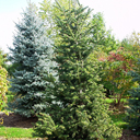 Abies cilicica x nordmaniana 'Hunnew�