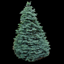 Abies concolor 'Archers Dwarf'