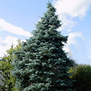 Abies concolor 'Blue Cloak'