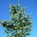 Abies concolor 'Brady'