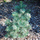 Abies concolor 'Candicana Nana'