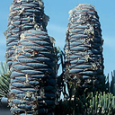 Abies concolor 'Candicans'