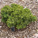 Abies concolor 'Cimmeron'