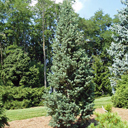 Abies concolor 'Conica'