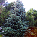 Abies concolor 'Deans Choice'