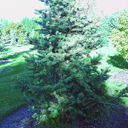 Abies concolor 'Heard'
