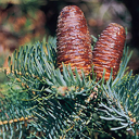 Abies concolor 'La Vita'