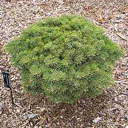 Abies concolor 'Rockford'