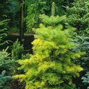 Abies concolor 'Winter Gold'