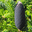 Abies fargesii