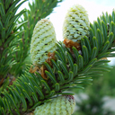 Abies fraseri 'Frederic'