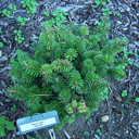 Abies fraseri 'Gee Broom' Older