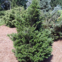 Abies fraseri 'Julian Pots'