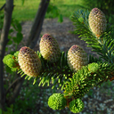 Abies fraseri 'Klein's Nest'