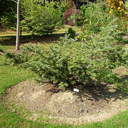 Abies homolepis 'Prostrata'