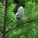 Abies homolepis 'Tomomi'