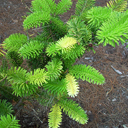 Abies homolepis 'Variegata'