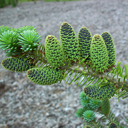 Abies koreana 'Blauer Pfiff'