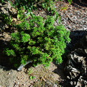 Abies koreana 'Cis'
