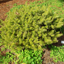 Abies koreana 'Golden Glow'