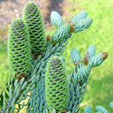 Abies koreana 'Hortsmans Silberlocke'