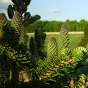 Abies koreana 'Nanaimo'