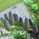 Abies koreana 'Prostrate Beauty'