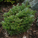 Abies koreana 'Silber Mavers'