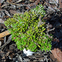 Abies koreana 'Silberzwerg'