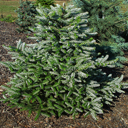 Abies koreana 'Silver show' Older