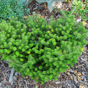 Abies koreana 'Starkers Dwarf'
